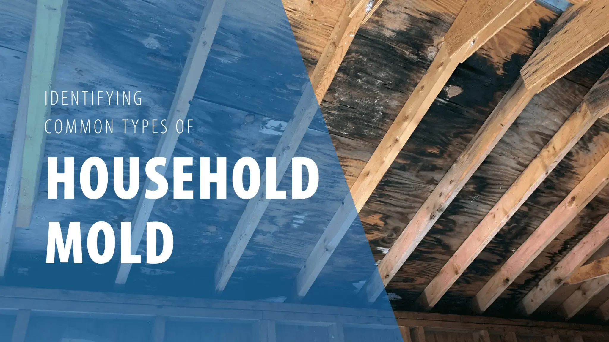 Identifying Common Types of Household Mold